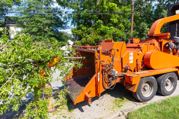 Tree Branch Trimming in Mount Sterling, KY